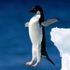 Illustration for article titled See Adelie penguins being stealthily weighed - for science!